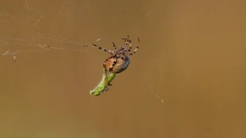 Four Spot Orb-Weaver spider wrapped the cocoon and carries it into the nest Stock Footage 94332898