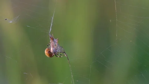 Four Spot Orb-Weaver spider separates the cocoon from the spiderweb Stock Footage 94333198