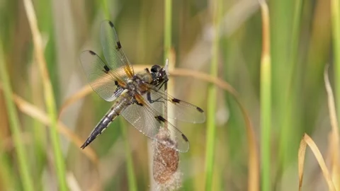 Four-spotted Chaser Dragonfly on a Cattail Stock Footage 317634301