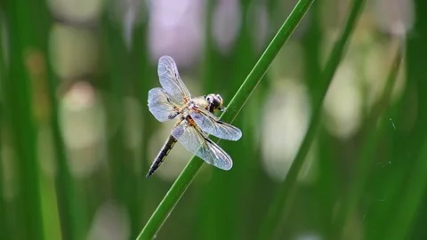 Four spotted chaser dragonfly Stock Footage 220426755