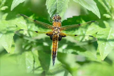 Four Spotted Chaser Dragonfly Stock Photos
