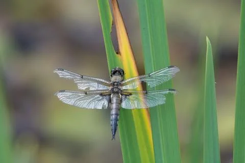 Four spotted chaser Dragonfly Stock Photos