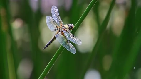 Four spotted chaser eating a fly Stock Footage 199199816