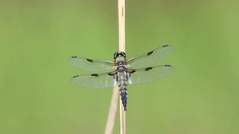 Four-spotted chaser on grass moving in the gentle wind Video stock 158807750