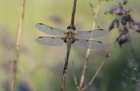 Four-spotted Chaser - Libellula quadrimaculata Stock Photos