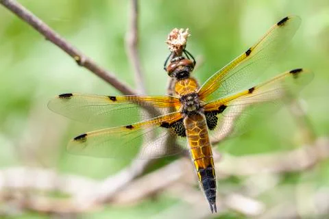 Four-spotted Chaser - macro 写真素材