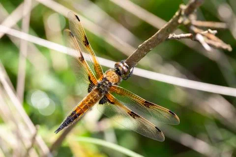 Four-spotted Chaser 스톡 사진