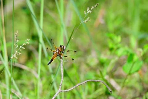 Four-spotted chaser Stock Photos