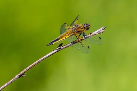 Four spotted chaser Stock Photos