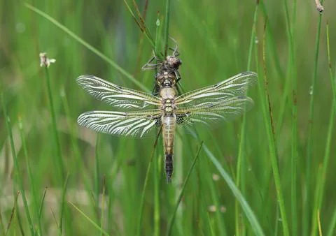 Four-spotted Chaser Stock Photos