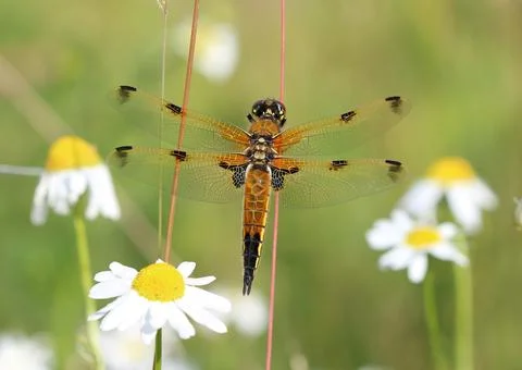 Four-spotted Chaser Stock-Fotos