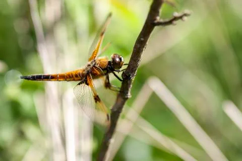 Four-spotted Chaser - side view Stock Photos