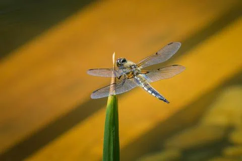 Four spotted chaser sitting on a green plant Stock Photos