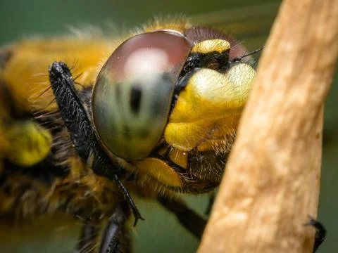 Four spotted chaser sitting on a plant Stock Photos