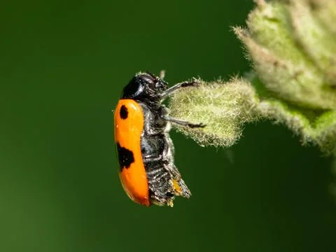 A four-spotted leaf beetle resting on a flower Stock Photos