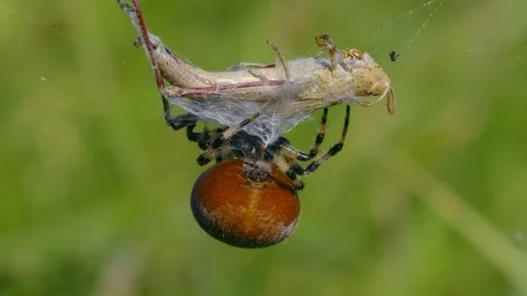 Four spotted orb-weaver spider (Araneus quadratus) with grasshopper prey Stock-Footage 162885144