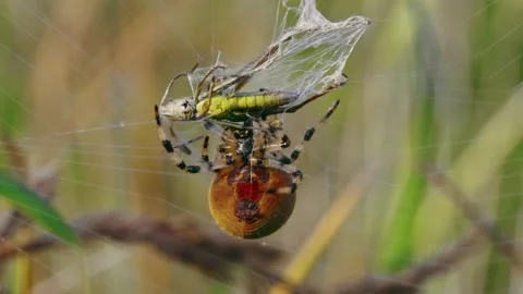 Four spotted orb-weaver spider (Araneus quadratus) with grasshopper prey Stock Footage 162886315