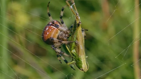 Four spotted orb-weaver spider (Araneus quadratus) biting grasshopper prey Stock-Footage 162887720