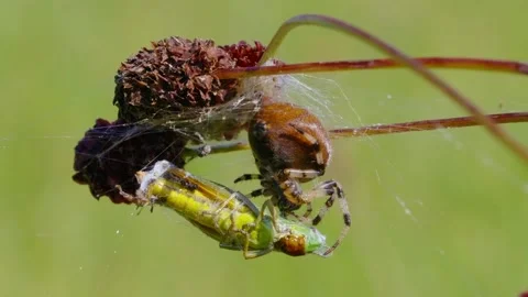 Four spotted orb-weaver spider (Araneus quadratus) feeding on grasshopper prey Stock Footage 162887881