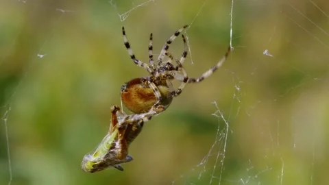 Four spotted orb-weaver spider (Araneus quadratus) carrying grasshopper prey Vidéo 162887998