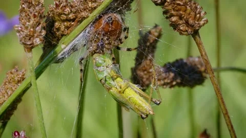 Four spotted orb-weaver spider (Araneus quadratus) grasshopper prey Stock-Footage 162888418