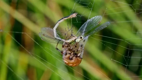 Four spotted orb-weaver spider (Araneus quadratus) with dragonfly prey Vídeo Stock 162888738