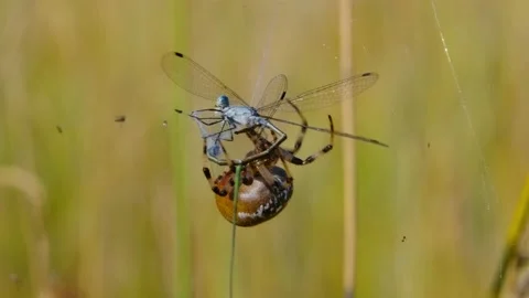 Four spotted orb-weaver spider (Araneus quadratus) biting dragonfly prey Video stock 162890187
