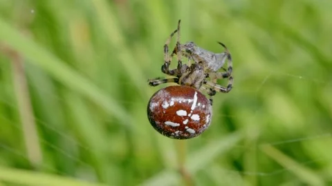 Four spotted orb-weaver spider (Araneus quadratus) with scorpionfly prey in web Stock Footage 162890477