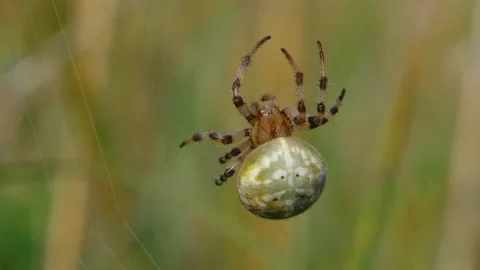 Four spotted orb-weaver spider (Araneus quadratus) building web in meadow Video stock 162891105