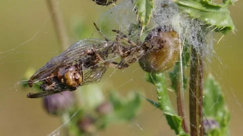 Four spotted orb-weaver spider (Araneus quadratus) with dragonfly prey Video stock 162891352