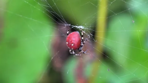 Four spotted orb weaver spider on silk web, red abdomen with white dots Stock Footage 339476569