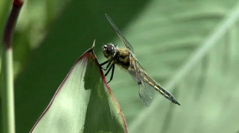Four spotted skimmer Stock Footage 633060