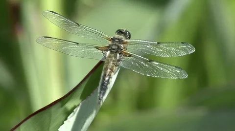 Four spotted skimmer Stock Footage 633062