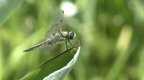 Four spotted skimmer Stock Footage 633122