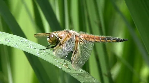 Four spotted Skimmer Stock Footage 724898