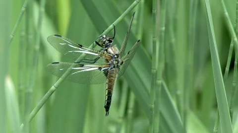  Four spotted Skimmer Stock Footage 725774
