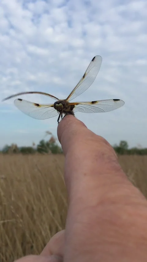 Four Spotted 'Spitfire' 動画素材 165985301