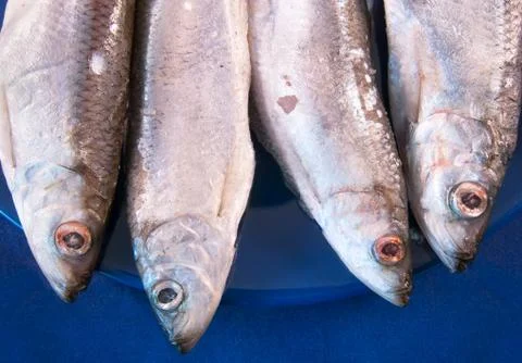 Four sprats Stock Photos