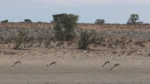 Four springbok feeding on the vast dry plains with a sand dune and sky in the Stock-Footage 334976633