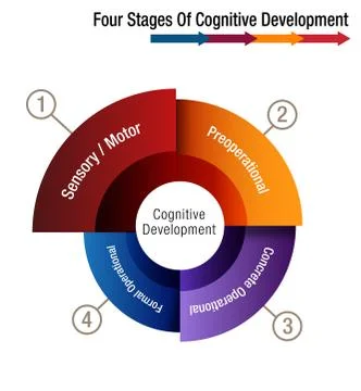 Four Stages of Cognitive Development Stock Illustration