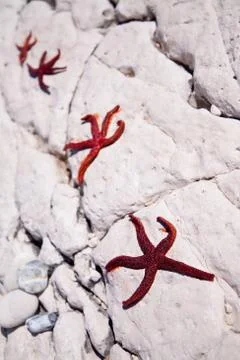 Four starfish Stock Photos
