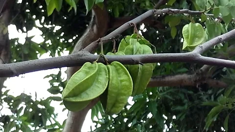 Four starfruit on the tree shot on close up Video stock 122059791