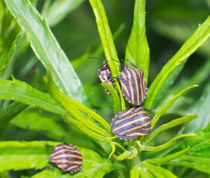 Four stinkbug Stock Photos