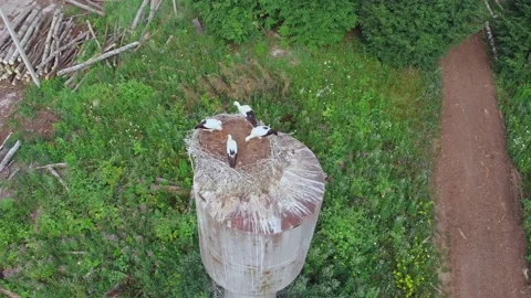 Four storks close-ups in the nest Stock Footage 168743836