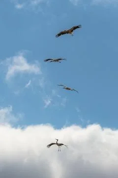 Four storks in formation Stock Photos