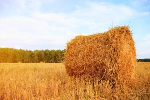 Four straw bale in a field Stock Photos