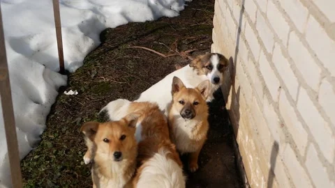 Four stray dogs looking at camera in the sunnlight Stock Footage 151879471