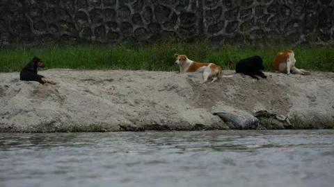 Four Stray dogs resting and sitting beside a flowing river, or on a riverside Stock Footage 258636246