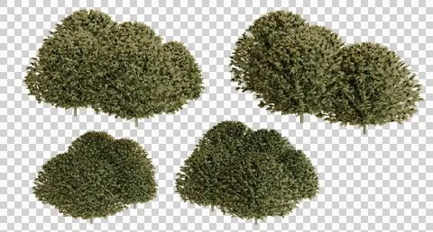 Four stylized top-down images of small dense green trees or shrubs Stock Photos