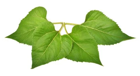 Four sunflower leaf isolated on white background. Flat lay, top view Stock Photos